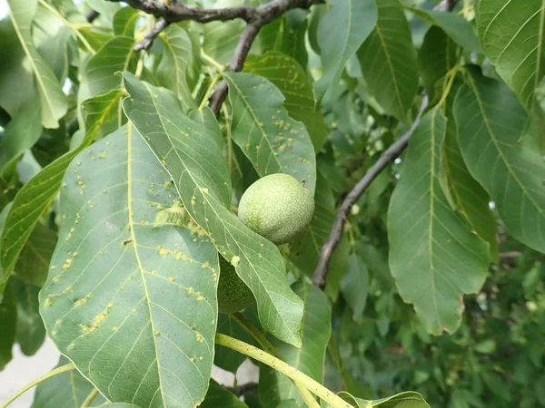 Nueces verdes inmaduras en una rama de árbol —  Fotos de Stock