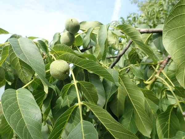 Nueces verdes inmaduras en una rama de árbol —  Fotos de Stock