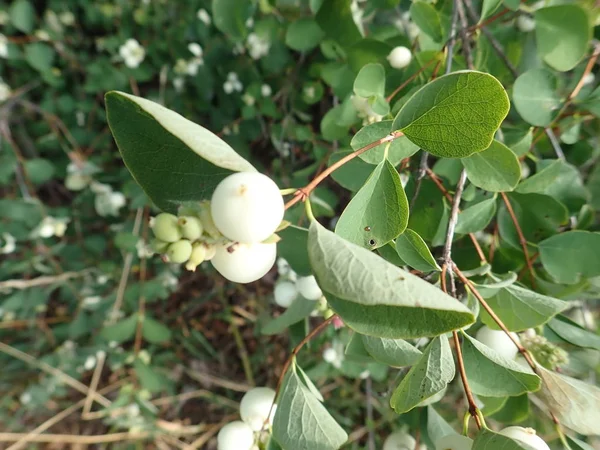 Baie blanche sur une branche de buisson vert — Photo