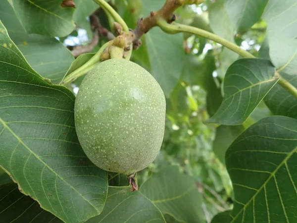 Nueces verdes inmaduras en una rama de árbol —  Fotos de Stock