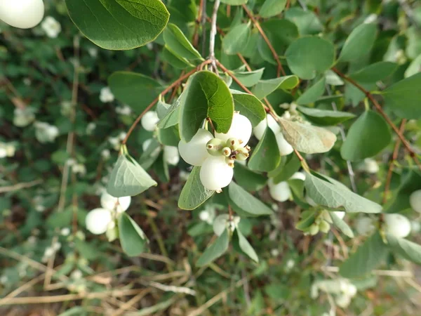 Baya blanca en una rama de arbusto verde — Foto de Stock