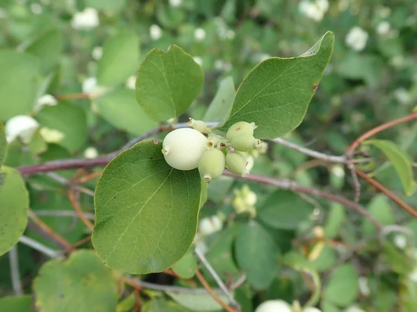 Біла ягода на гілці зеленого куща — стокове фото