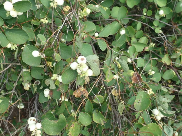 Baie blanche sur une branche de buisson vert — Photo