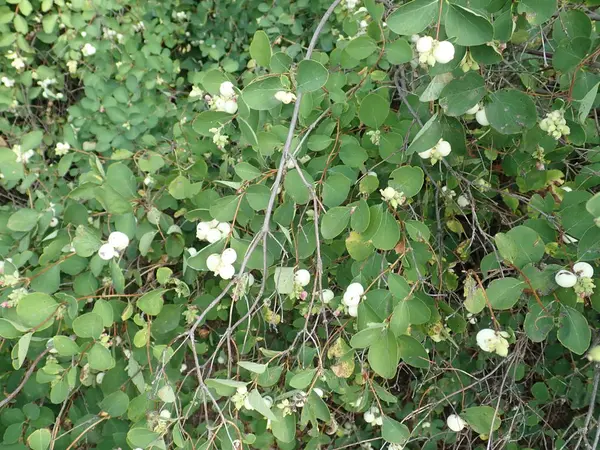 Weiße Beeren auf einem grünen Busch-Zweig — Stockfoto