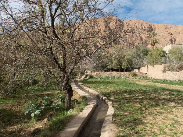 Árbol en un jardín en morocco — Foto de Stock