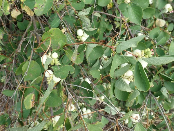 Біла ягода на гілці зеленого куща — стокове фото