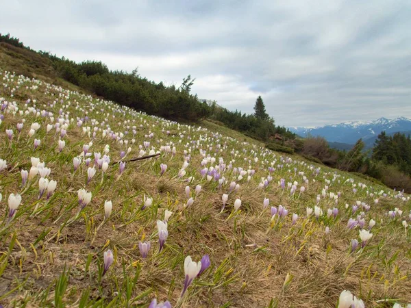 Belle fleur de printemps en montagne — Photo