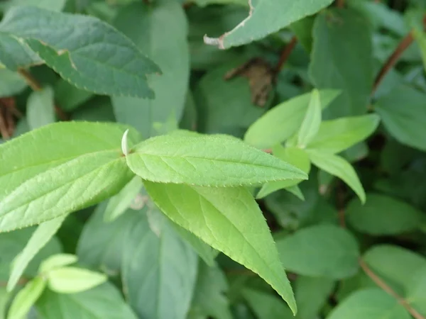 Detail eines grünen Blattes einer Pflanze — Stockfoto