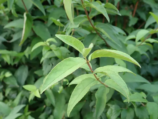 Szczegół zielonych liści rośliny — Zdjęcie stockowe