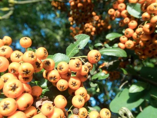 Fruta de bayas de rowan naranja en una rama de árbol — Foto de Stock