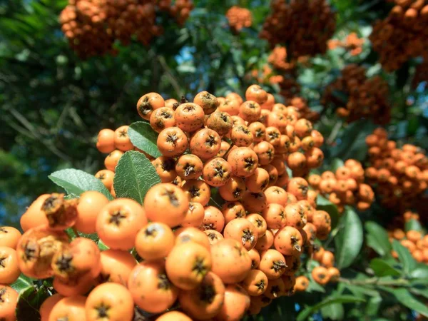 Fruta de bayas de rowan naranja en una rama de árbol — Foto de Stock