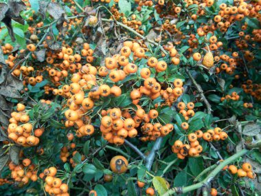 bir ağaç dalı üzerinde portakal rowan berry fruin