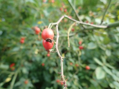 yeşil bir dal üzerinde kırmızı kalça gül fruin
