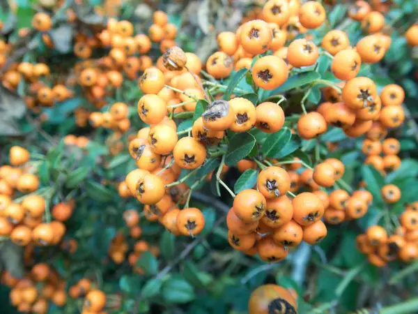 Fruta de bayas de rowan naranja en una rama de árbol — Foto de Stock