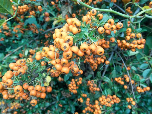 Orange Rowan Berry fruin på en trädgren — Stockfoto