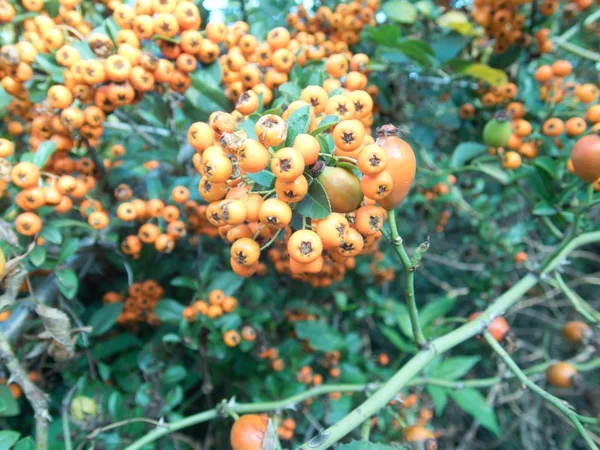 Fruta de bayas de rowan naranja en una rama de árbol — Foto de Stock