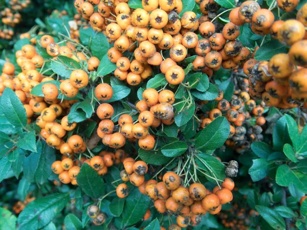 Fruta de bayas de rowan naranja en una rama de árbol — Foto de Stock