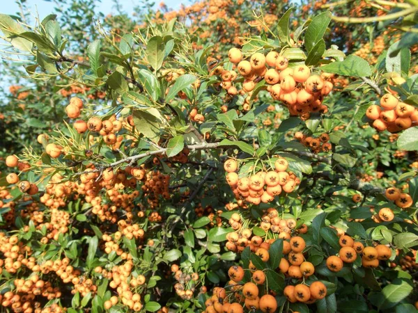 Fruta de bayas de rowan naranja en una rama de árbol — Foto de Stock