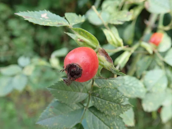 Rosa de la cadera roja sobre una rama verde — Foto de Stock