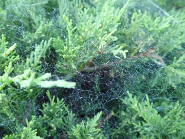  yeşil bir dalda örümcek ağı