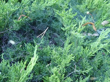  yeşil bir dalda örümcek ağı