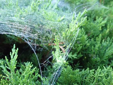  yeşil bir dalda örümcek ağı