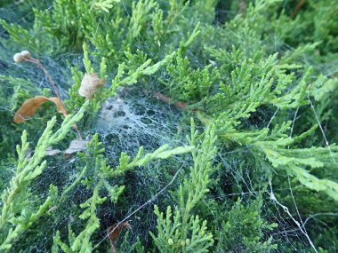  yeşil bir dalda örümcek ağı