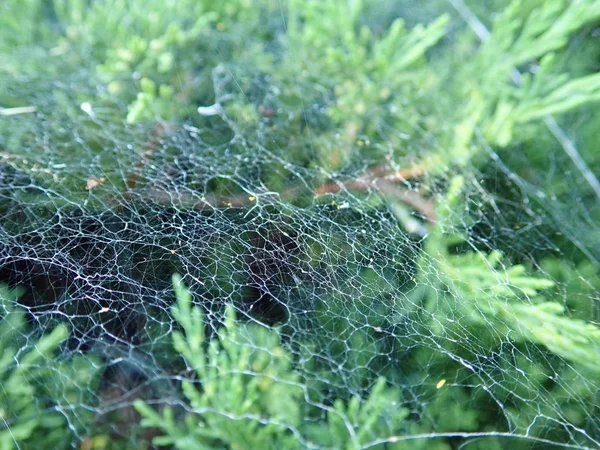 Toile d'araignée sur une branche verte — Photo