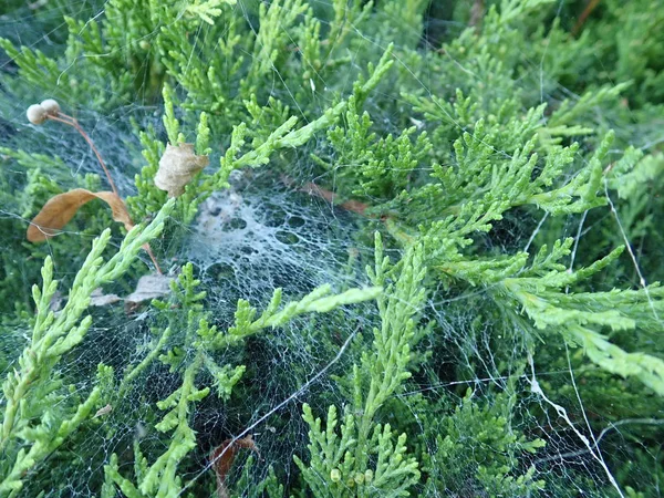  yeşil bir dalda örümcek ağı