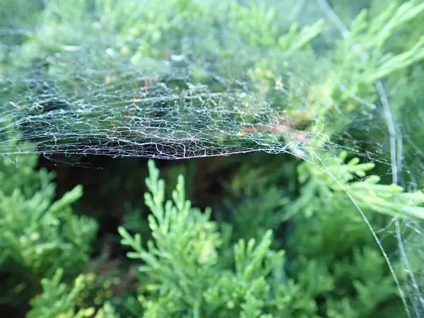Toile d'araignée sur une branche verte — Photo