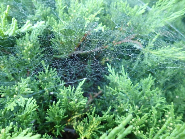Spinnennetz auf einem grünen Zweig — Stockfoto