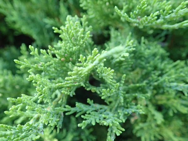 Detalhe de um ramo verde de árvore de zimbro — Fotografia de Stock