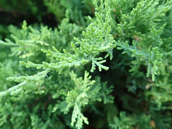 Detalhe de um ramo verde de árvore de zimbro — Fotografia de Stock