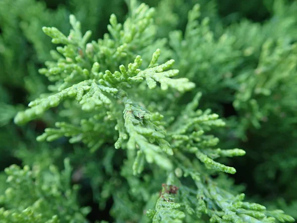 Detail of a green branch of juniper tree — Stock Photo, Image