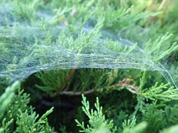 Toile d'araignée sur une branche verte — Photo