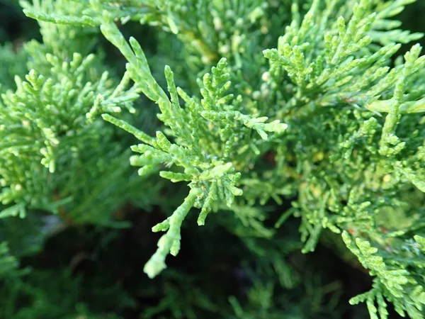 Detalhe de um ramo verde de árvore de zimbro — Fotografia de Stock