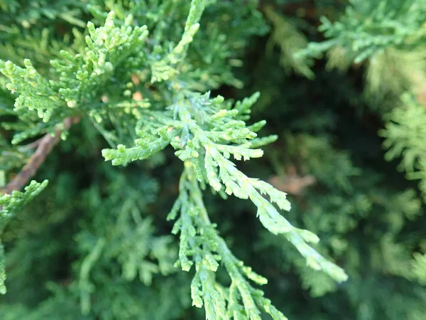 Dettaglio di un ramo verde di ginepro — Foto Stock