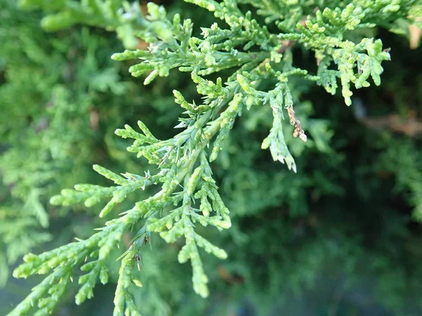 Dettaglio di un ramo verde di ginepro — Foto Stock