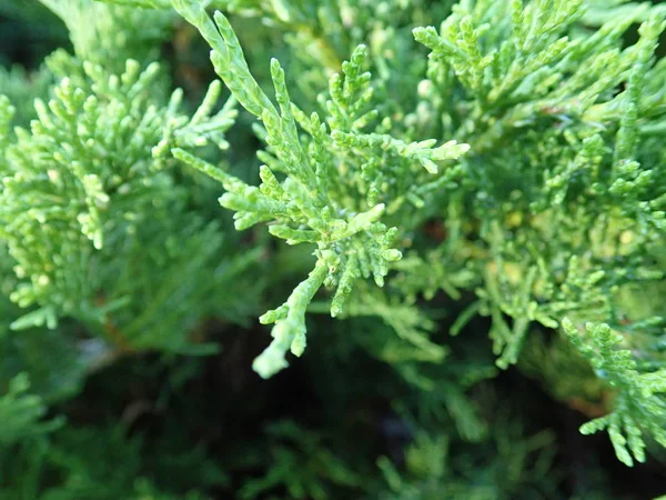 Detalhe de um ramo verde de árvore de zimbro — Fotografia de Stock