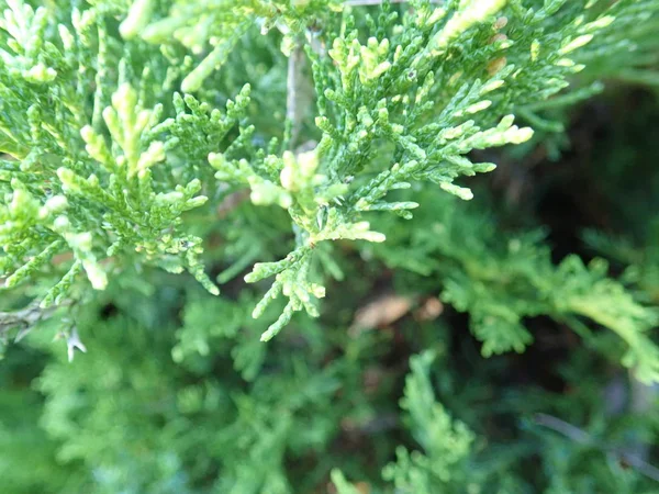 Dettaglio di un ramo verde di ginepro — Foto Stock