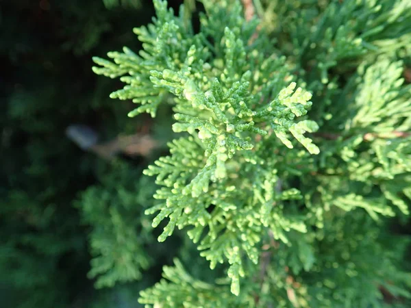 Dettaglio di un ramo verde di ginepro — Foto Stock