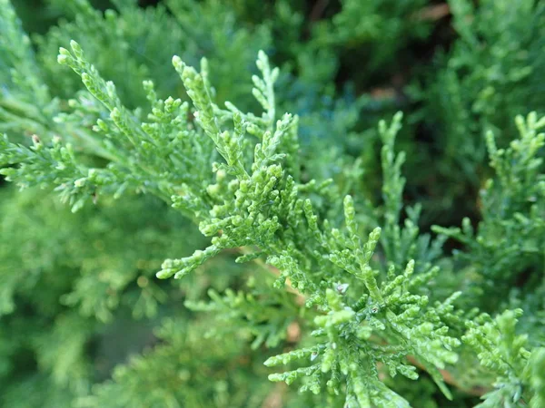 Detail of a green branch of juniper tree — Stock Photo, Image