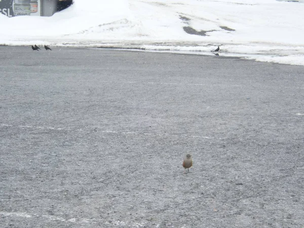 Крихітний птах на асфальтній дорозі — стокове фото