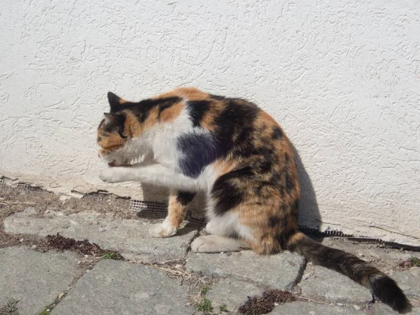 通りで猫を飼う — ストック写真