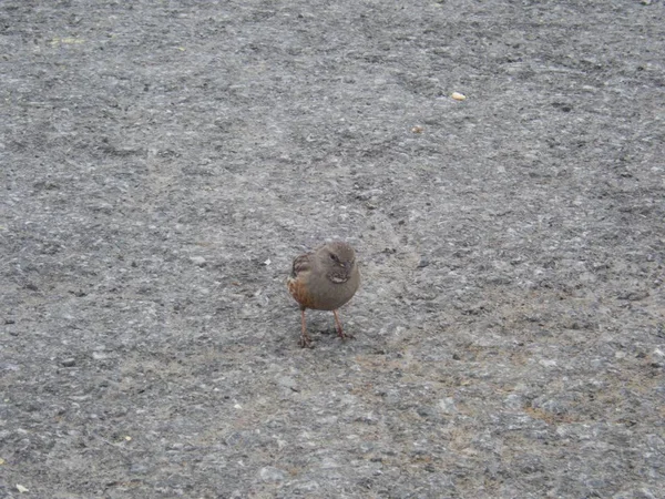 Kleine vogel op een asfalt weg — Stockfoto