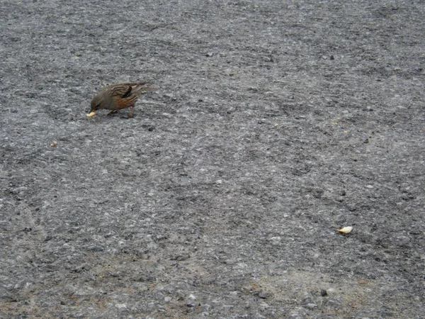 Kleine vogel op een asfalt weg — Stockfoto