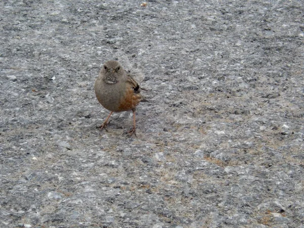 Minuscule oiseau sur une route asphaltée — Photo