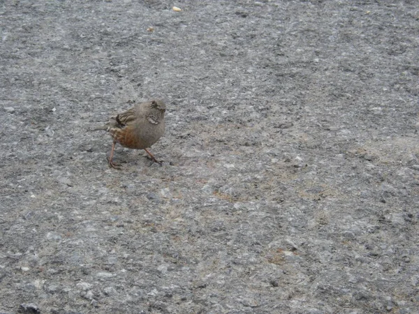 Крошечная птица на асфальтовой дороге — стоковое фото