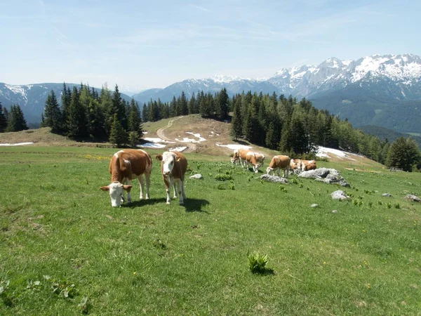 Vaches dans une prairie alpine — Photo