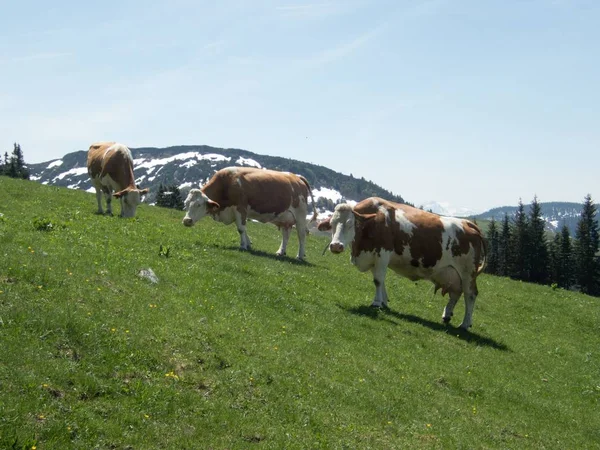 Vaches dans une prairie alpine — Photo